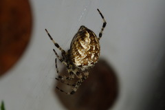 Araneus diadematus