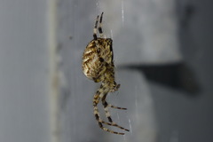Araneus diadematus