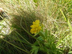 Leobordea corymbosa