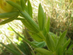 Leobordea corymbosa
