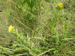 Leobordea corymbosa