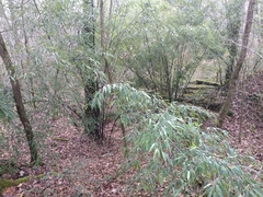Phyllostachys nigra