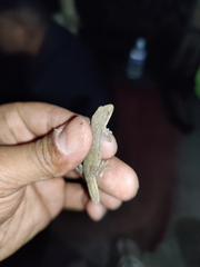 Hemidactylus garnotii