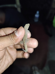 Hemidactylus garnotii