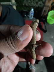 Hemidactylus garnotii