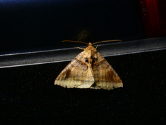 Celiptera levina