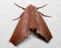 Monoctenia smerintharia