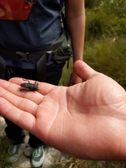 Ceroplesis orientalis