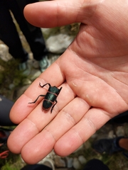 Ceroplesis orientalis