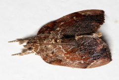 Crocidolomia suffusalis
