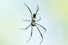 Trichonephila komaci