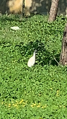 Bubulcus ibis