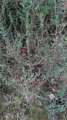 Genista triacanthos