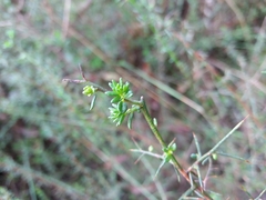 Genista triacanthos