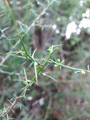 Genista triacanthos