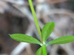 Galium rotundifolium