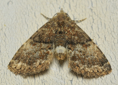 Metalectra richardsi