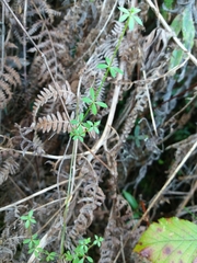 Galium rotundifolium