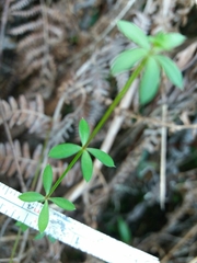 Galium rotundifolium