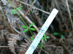Galium rotundifolium