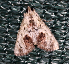 Enchesphora recurvalis