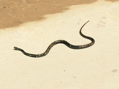 Coluber constrictor anthicus