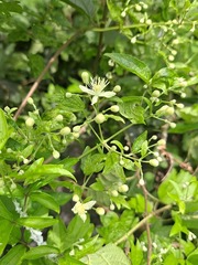 Clematis apiifolia