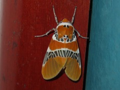 Idalus ochracea