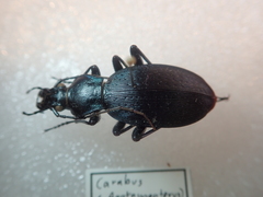 Carabus dehaanii