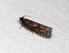 Cryptaspasma sordida