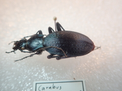 Carabus dehaanii