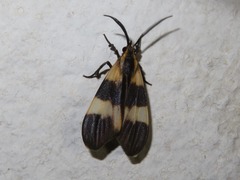 Correbidia calopteridia