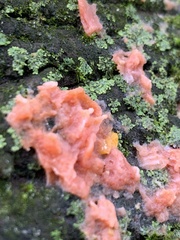 Merulius tremellosus