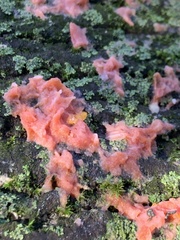 Merulius tremellosus