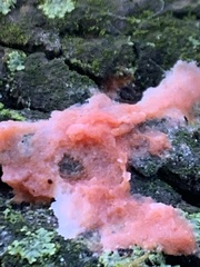 Merulius tremellosus