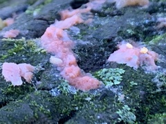 Merulius tremellosus