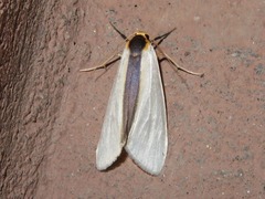 Agylla separata