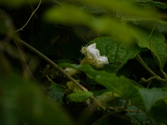 Trichosanthes bracteata