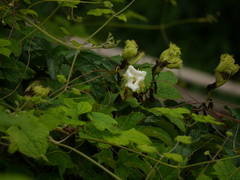 Trichosanthes bracteata