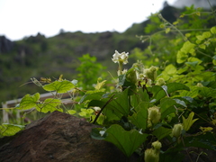 Trichosanthes bracteata