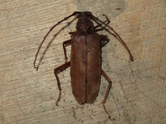 Hamaticherus bellator