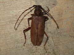 Hamaticherus bellator