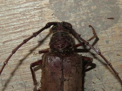 Hamaticherus bellator