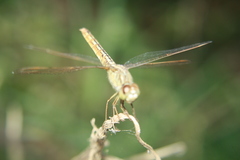 Brachythemis contaminata