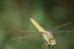 Brachythemis contaminata