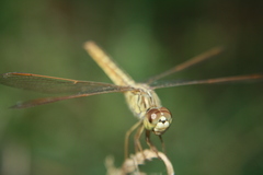 Brachythemis contaminata