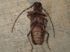 Hamaticherus bellator