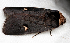 Proteuxoa testaceicollis