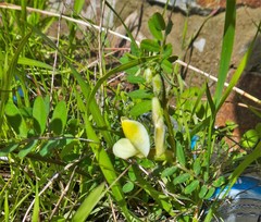 Vicia hybrida