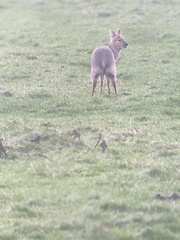 Hydropotes inermis inermis